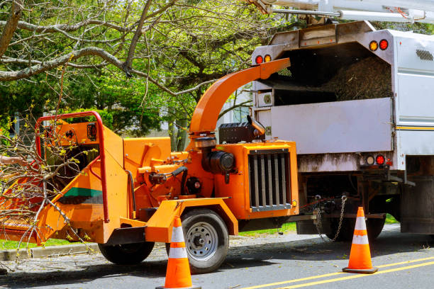 Reliable Ithaca, NY Tree Services Solutions